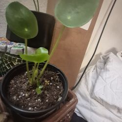 Chinese money plant