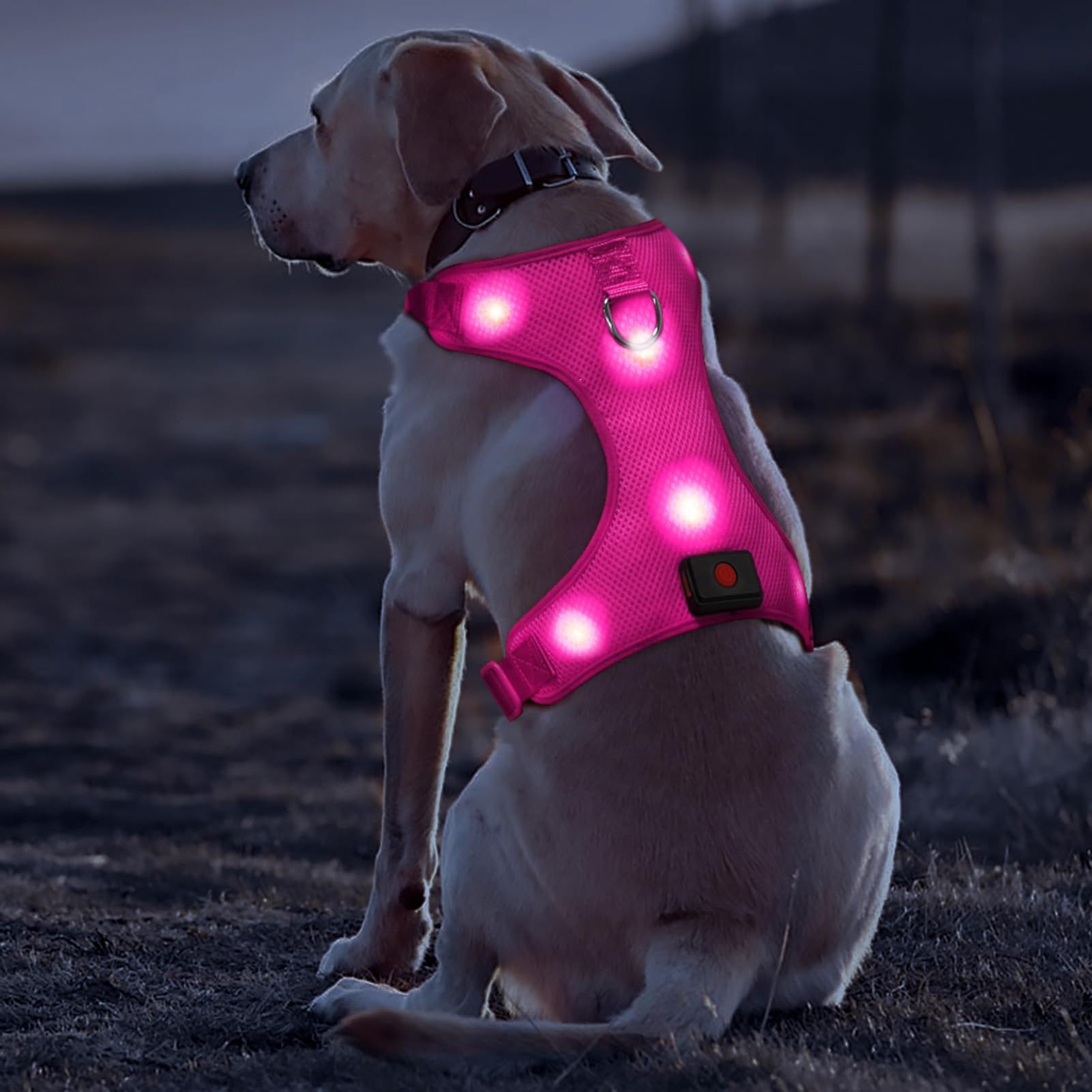 Dog Harness