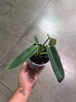 philodendron spiritus Sancti