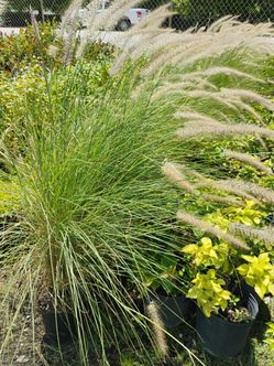 White fountain grass hedges 3gl $6