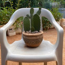 Plant Cactus Trio 