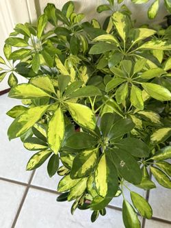 ♥️VARIEGATED MOONDROP UMBRELLA♥️Please Read Description H 15”to 17”