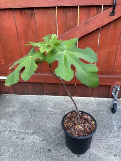 Potted Fig Tree