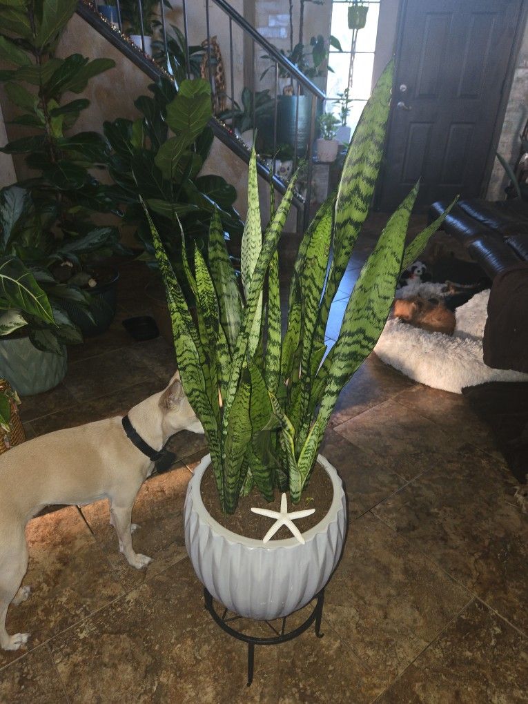 3ft Tall Sansevieria Snake Plants In New Quality Ceramic Pot