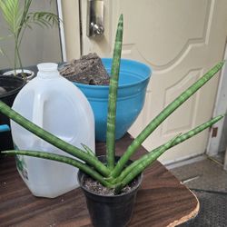 Sansevieria Starfish