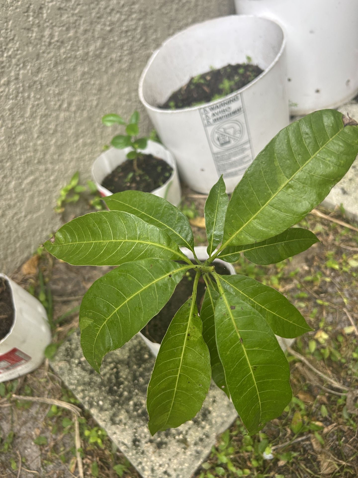 Mango Plant