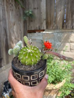 Plants