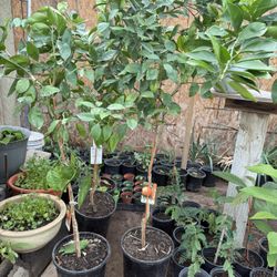 Tangelo Minneola Trees 5F The Tall $55 Each Price Firm 