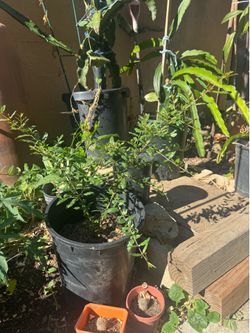 Pomegranate tree