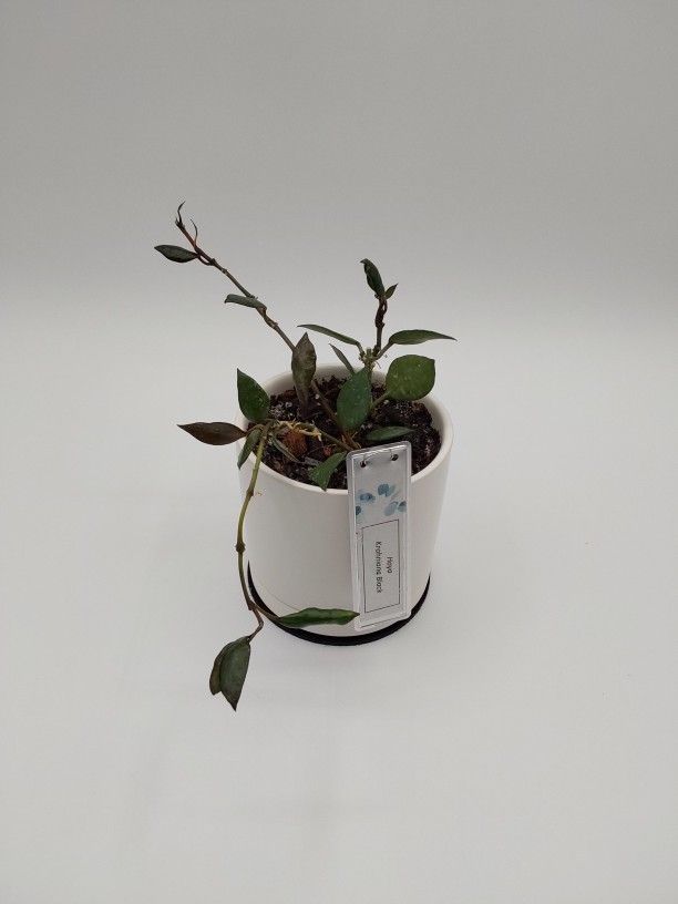 Hoya Krohniana Black