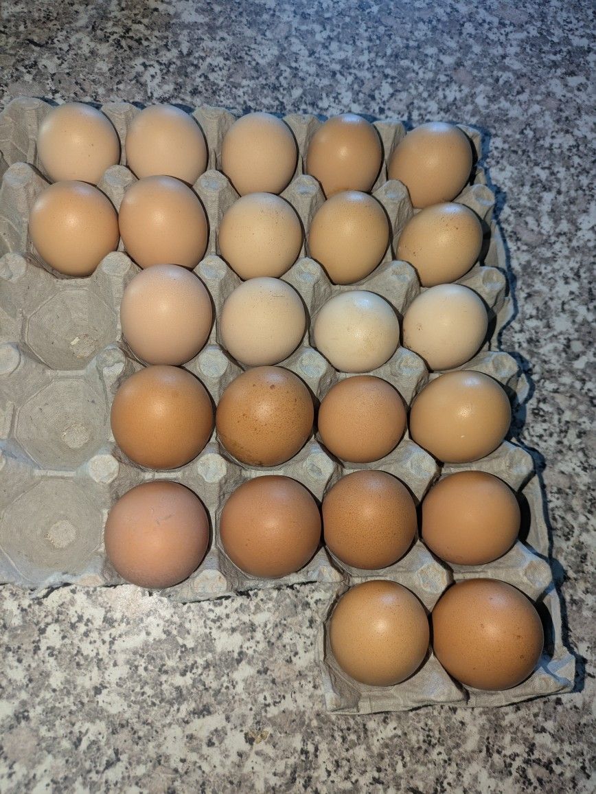 Free Fertilized Hatching Eggs