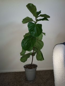 5 plants for bundle