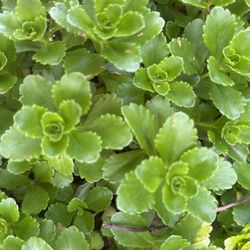 Assorted Garden Plants
