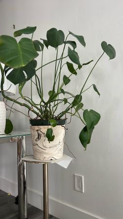 Beautiful Growing Monstera In Vase