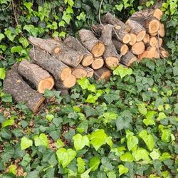 Free Firewood Recently Cut Branches