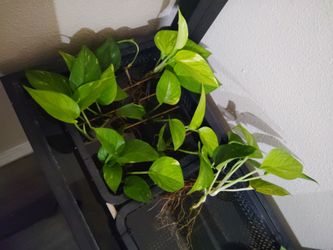 Pothos plant