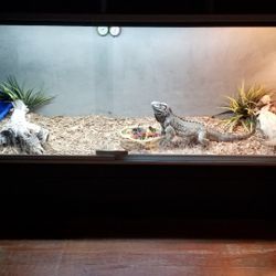 Custom Reptile enclosure