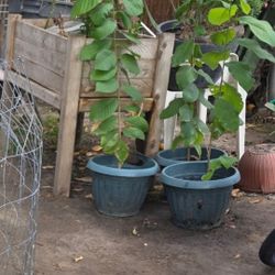 Palos De Anona Blanca 