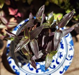 Black Tradescantia Plant