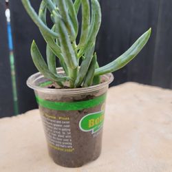 Succulents 