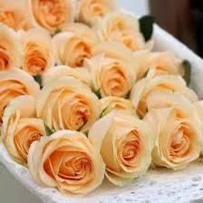 Rare European, Japan rose plants ,Peach Avalanche