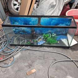 55 Gallon fish tank
