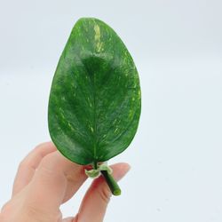 Monstera Standleyana Aurea cutting