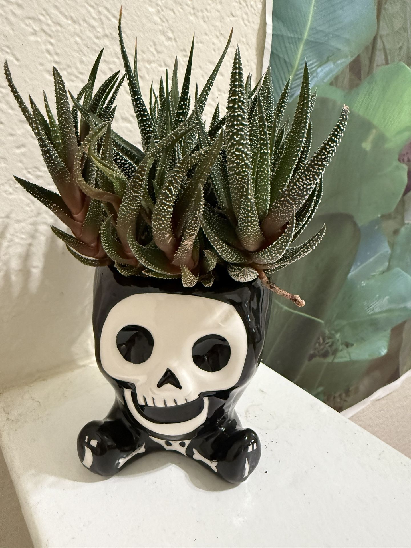 ♥️GORGEOUS Haworthia Succulents👉COMES AS SHOWN IN THE PICTURES 