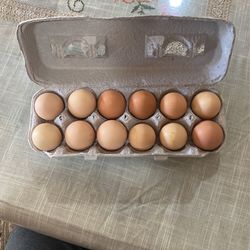 Fertile And Eating Eggs