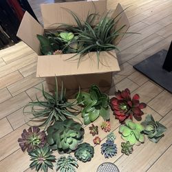 Big Box Of Assorted Succulents 