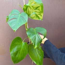 monstera sierrana hawaii 