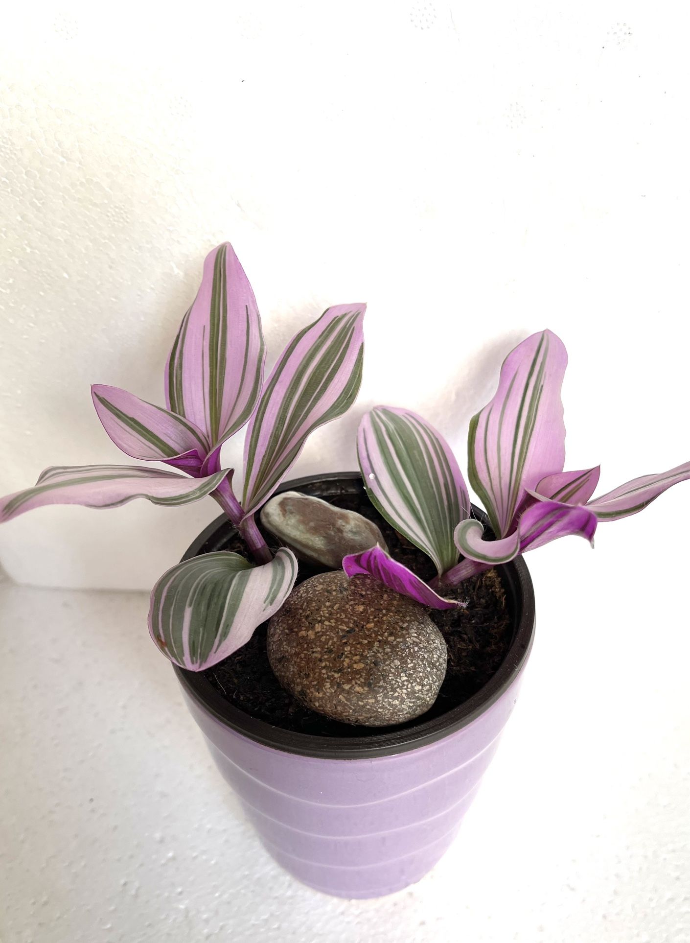 Tradescantia Nanouk Low-maintenance House Plant In 4.5"H Ceramic Pot.