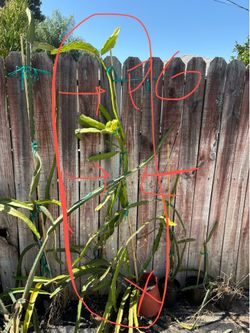 Physical Graffiti dragon fruit plant variety-6ft