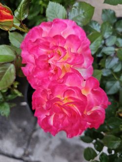 ROSE POTS