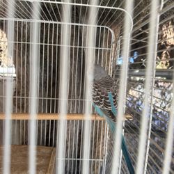 Bird Cage 