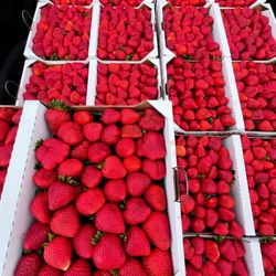 Fresh Strawberries 