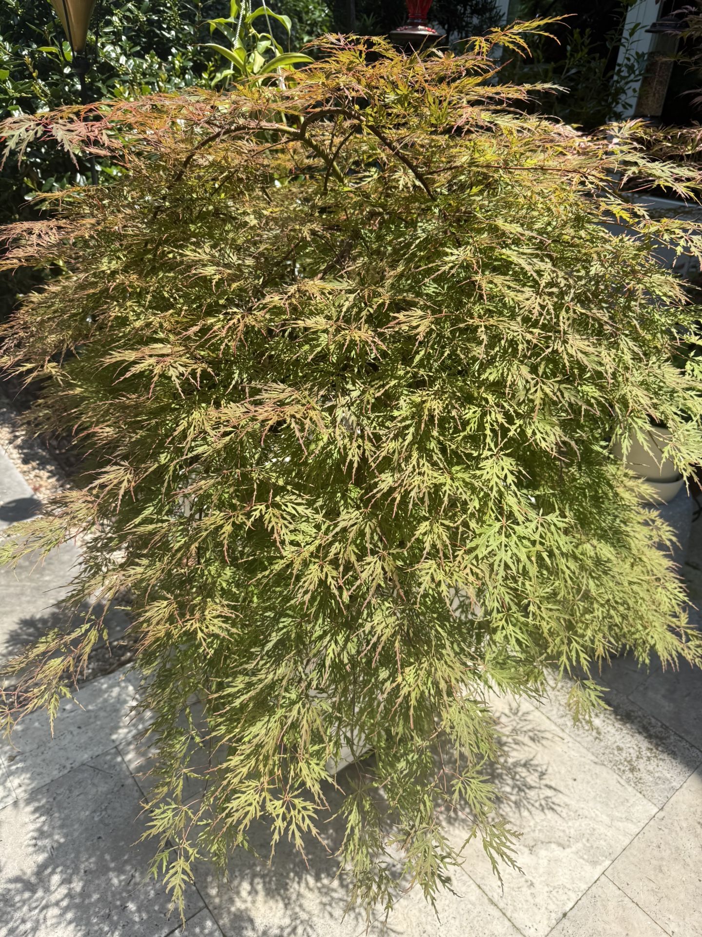 Orangeola Japanese Maple 3 Years Old