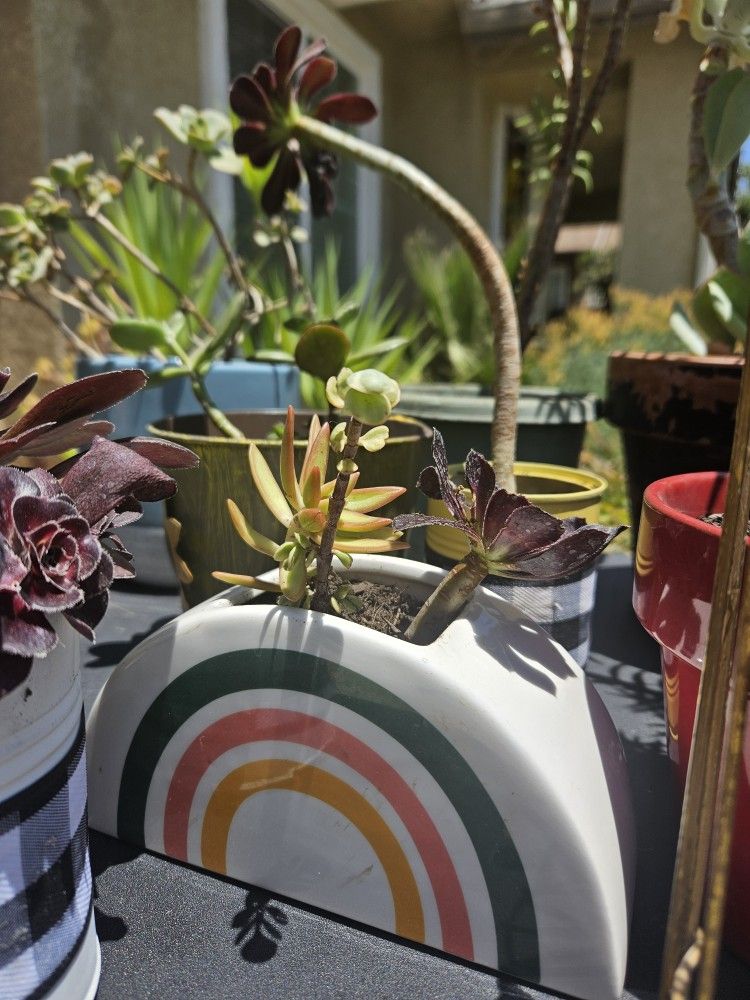 3 Suculents In A Pot