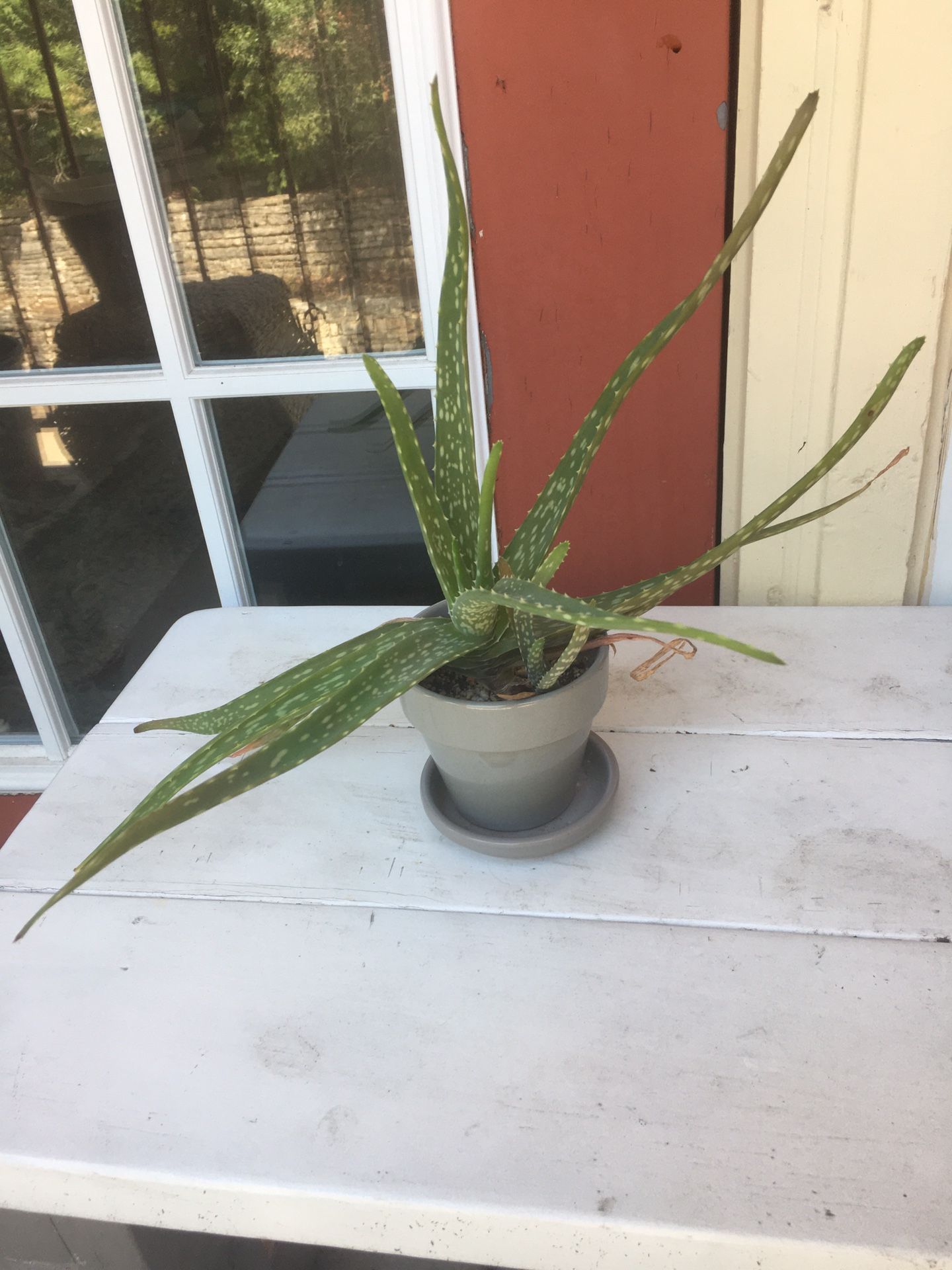 Cute Potted Aloe Plants - $10 each last one