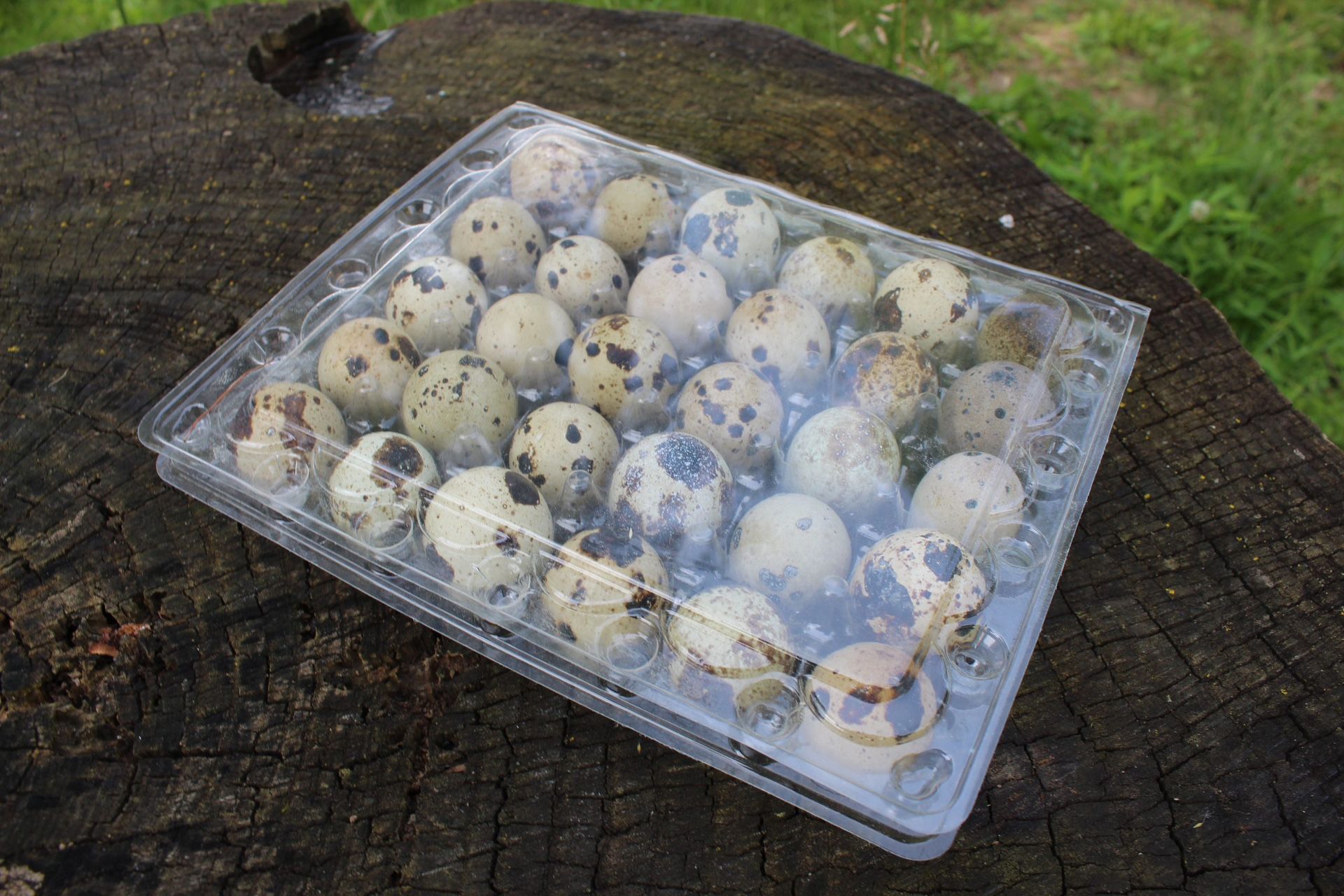 Farm Fresh Quail Eggs