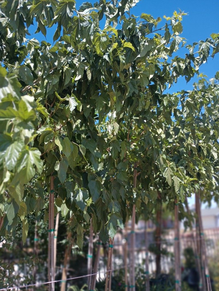 Fruitless Mulberry Trees.