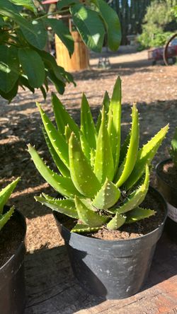 Golden tooth aloe