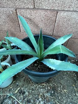 Aloe Vera Elephant Food & Agave Plants