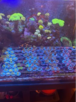 Fake Coral decoraciones