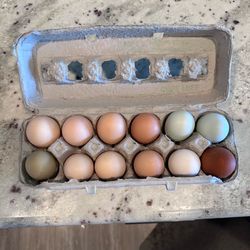 Farm fresh eggs