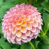 Dalia