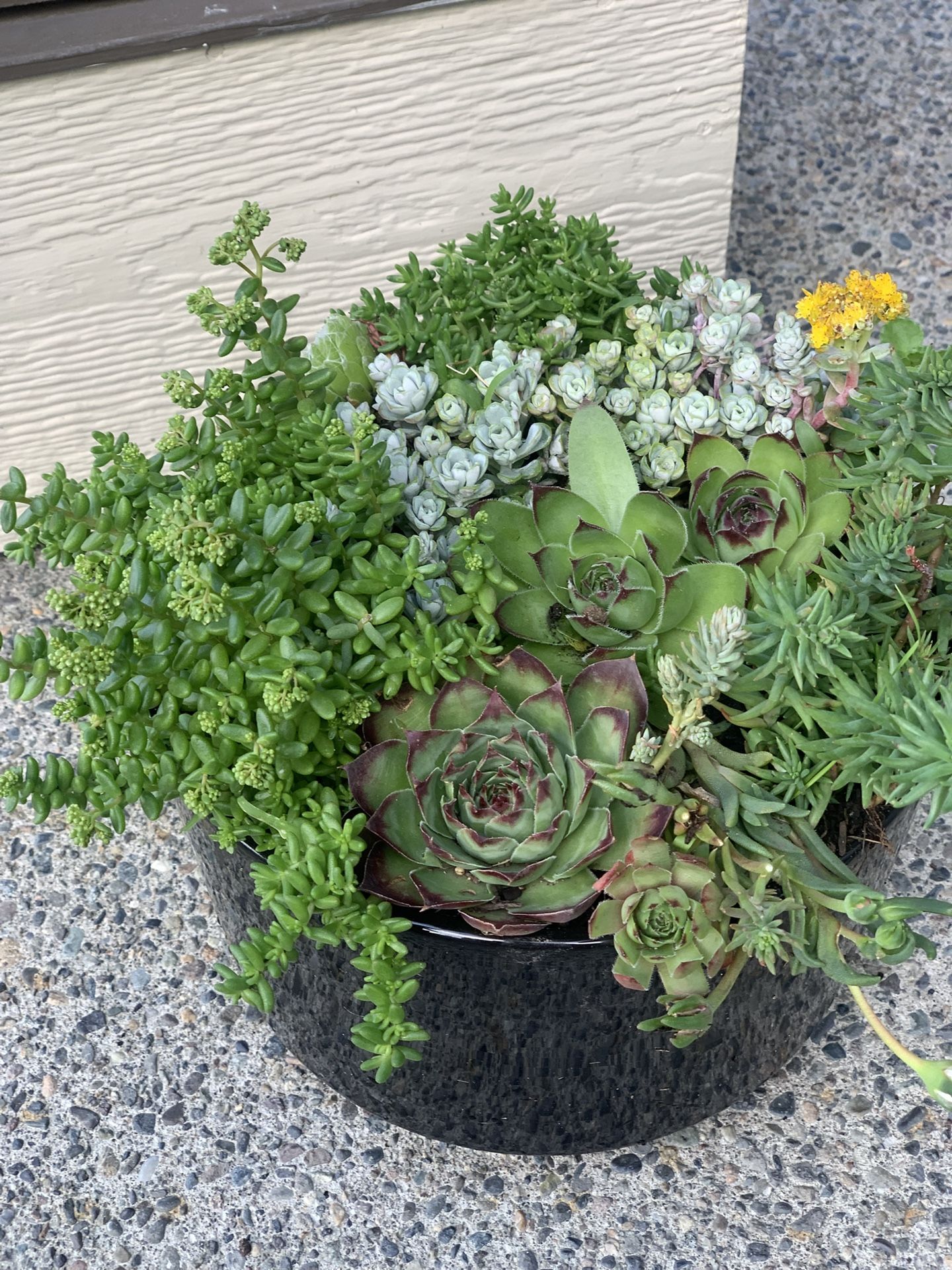 Live outdoor succulent arrangement in black ceramic pot