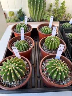 Flowering Cactus