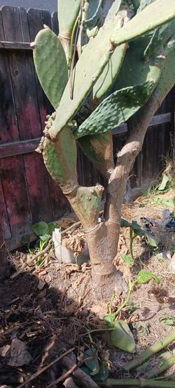 Large Cactus Plant