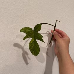 Florida Beauty Cutting